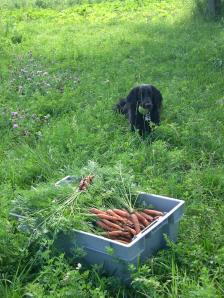 Henry is thinking about carrots