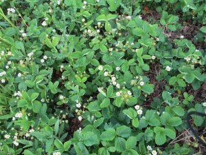June 11 Strawberry Flowers