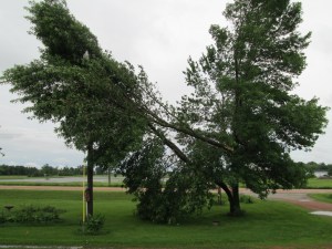 Aged Ash Tree Split in Half