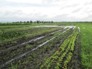 Another view of the flooded field