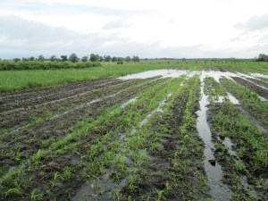 Water receding from a flooded field