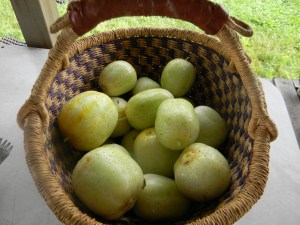 Lemon Cucumbers
