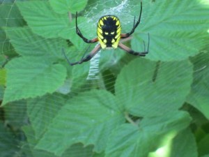 U-Pick raspberries, anyone?