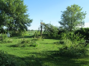 A fallen elm